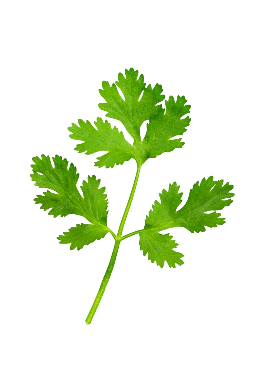 Coriander