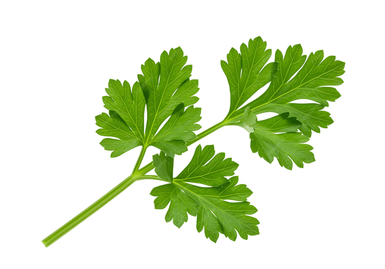 Coriander