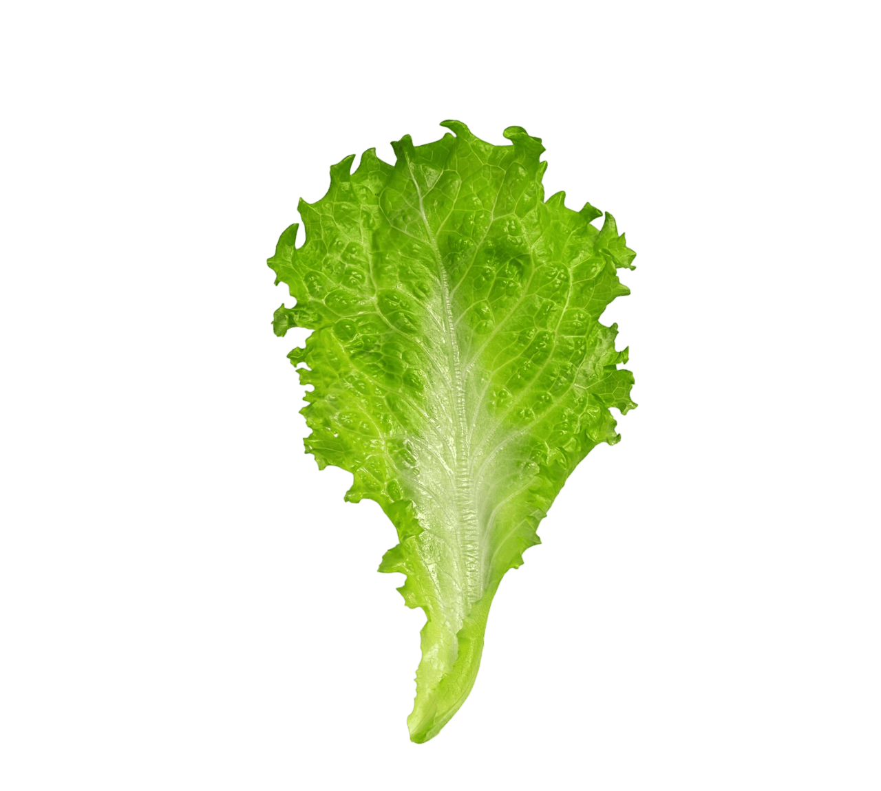 Luctus leaf
