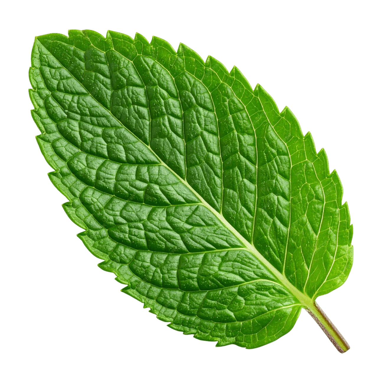 Mint leaf