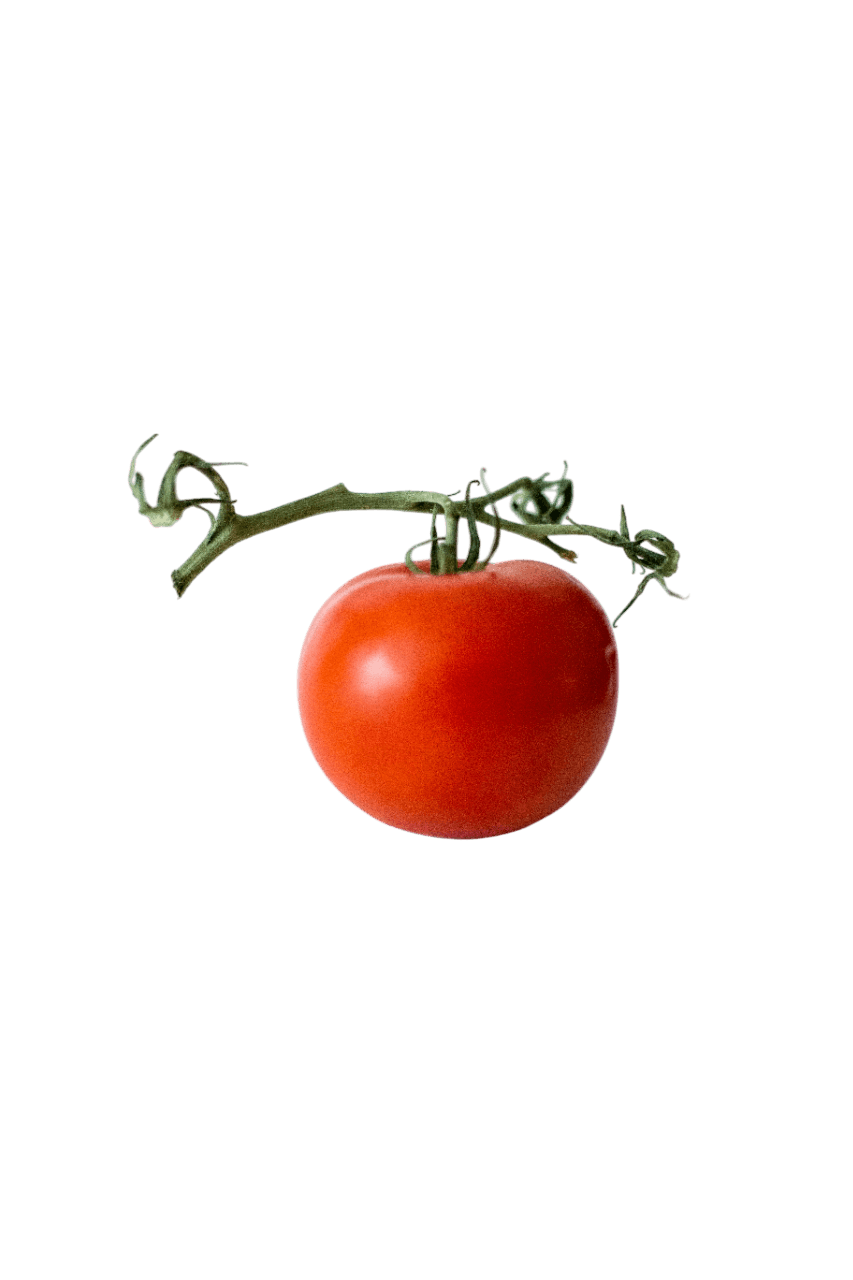 Tomato